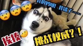 二狗爆料视频大全最新,揭秘娱乐圈幕后真相  第3张